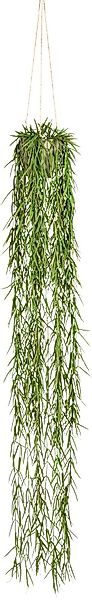 Kunstranke Tillandsia aeranthos im Hängetopf Sukkulente, günstig online kaufen