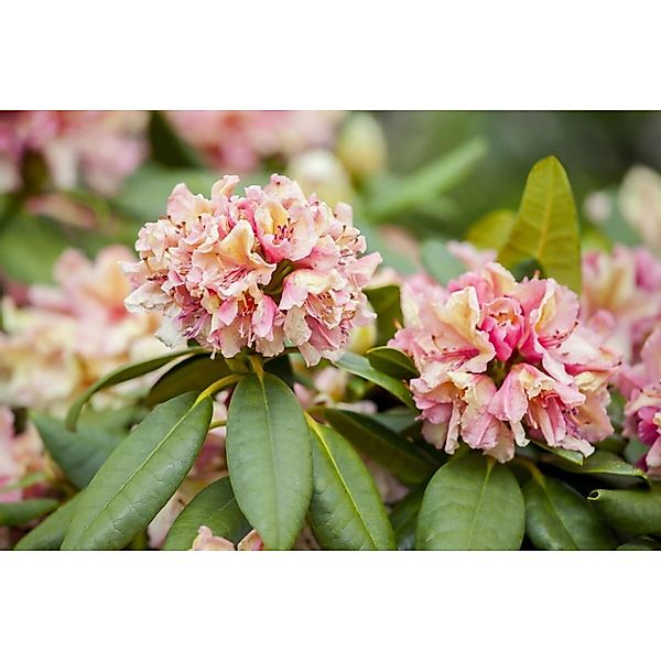 Rhododendron Hybr. Brasilia Rosa Blüten 40–50 cm günstig online kaufen