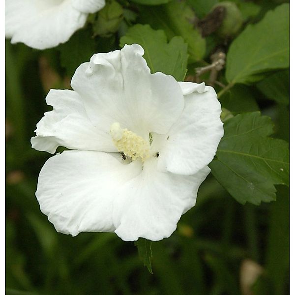 Hochstamm Garteneibisch Flower Tower White 80-100cm - Hibiscus syriacus günstig online kaufen