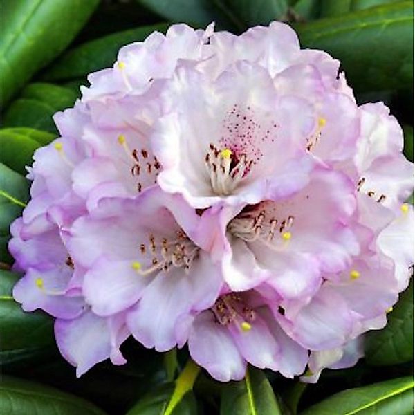 Großblumige Rhododendron Rexima 50-60cm - Alpenrose günstig online kaufen