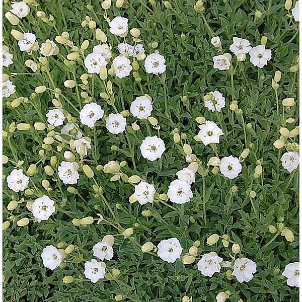 Meer Leimkraut Weißkehlchen - Silene maritima günstig online kaufen