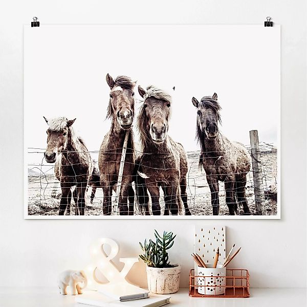 Poster Island Pferde günstig online kaufen
