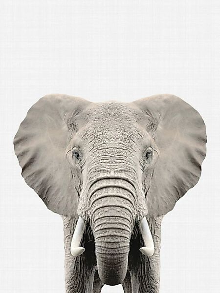 Poster / Leinwandbild - Elephant günstig online kaufen