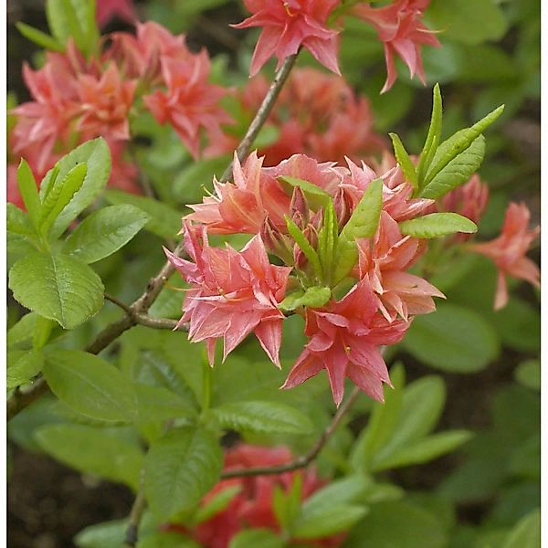 Azalee Norma 40-50cm - Rhododendron luteum - Alpenrose günstig online kaufen