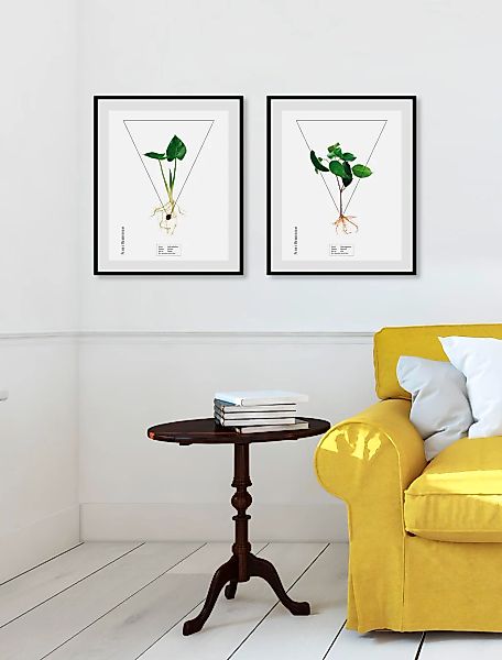 queence Bild "Calla palustrisa", Pflanzen-Pflanzenbilder-Schriftzug, (1 St. günstig online kaufen
