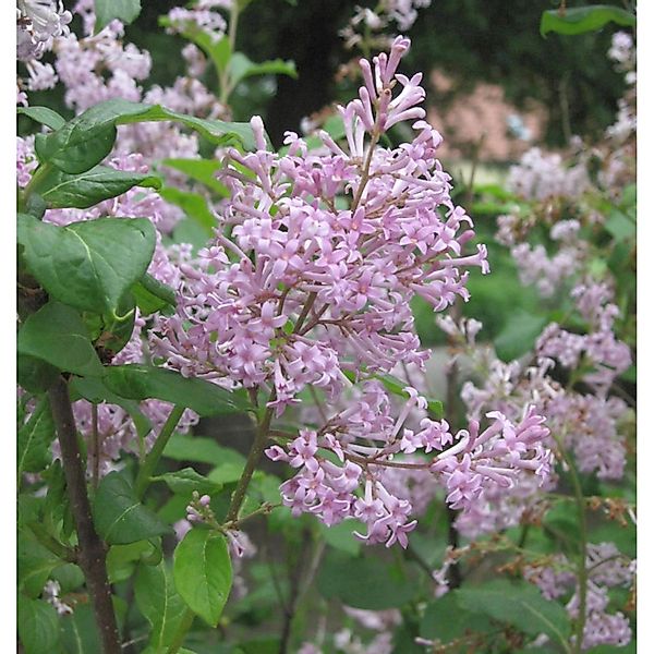 Ungarischer Flieder 30-40cm - Syringa josikaea günstig online kaufen