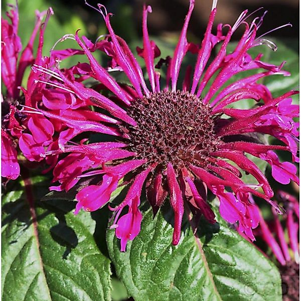 Indianernessel Croftway Pink - Monarda fistulosa günstig online kaufen