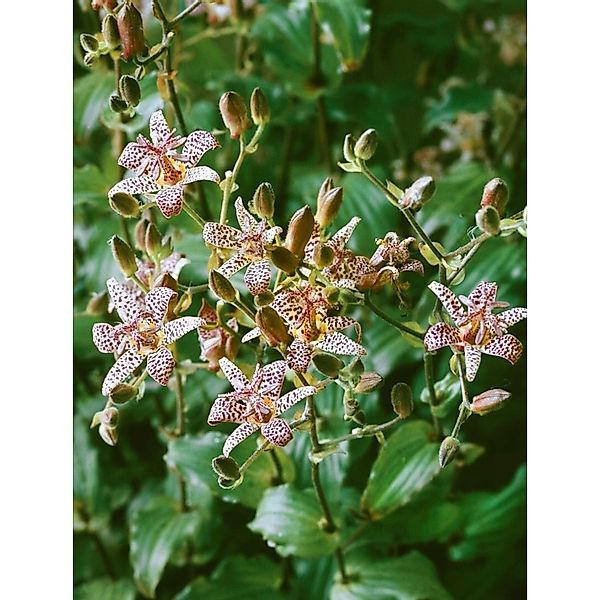 Tricyrtis Formosana Dark Beauty Taiwan Orchidee Ca. 9x9 cm Topf günstig online kaufen