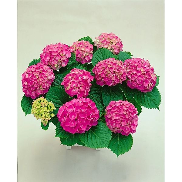 Hydrangea Macrophylla Bauernhortensie Red Baron 30-40 cm günstig online kaufen