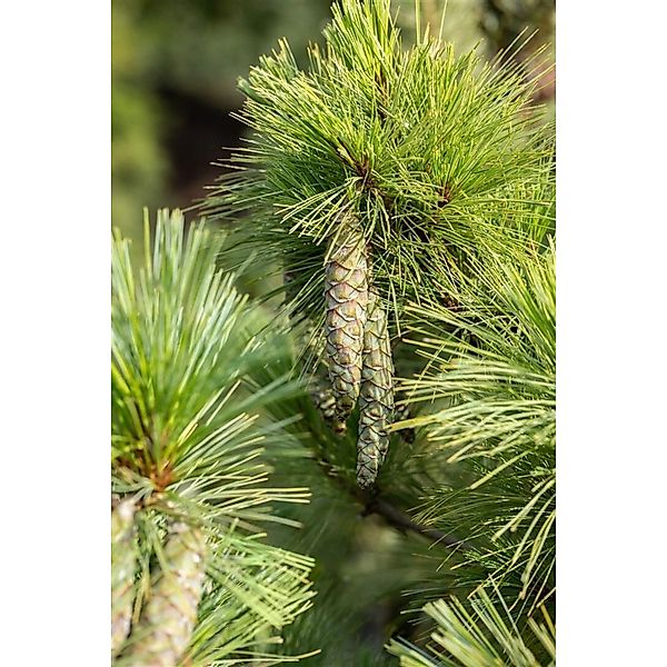 Pinus Peuce Mazedonische Kiefer 175–200 cm günstig online kaufen