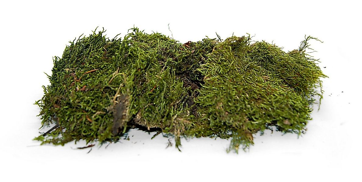 Trockenblume Flachmoos konserviert und stabilisiert in Natur 500gramm, mein günstig online kaufen