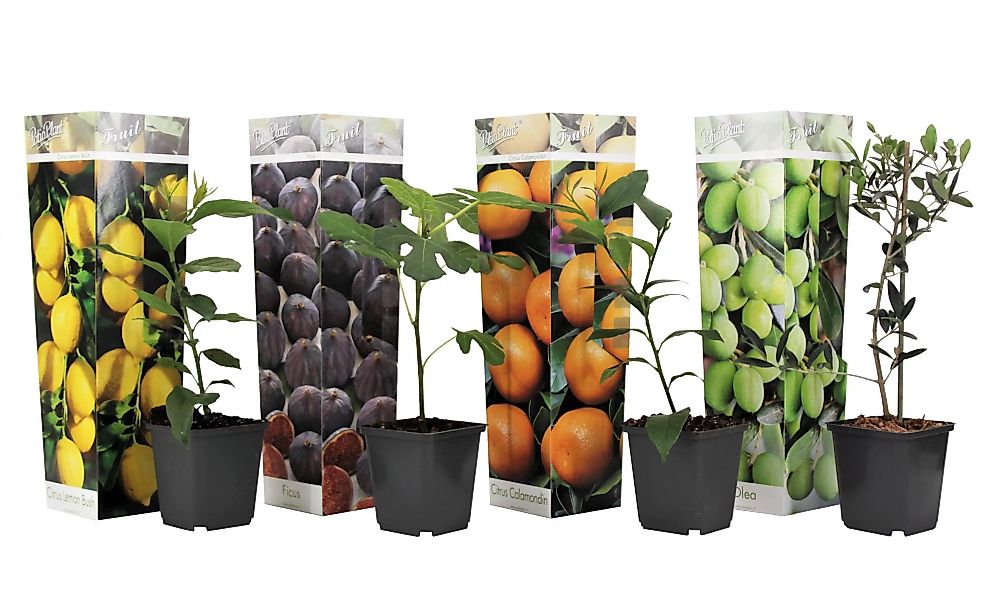 Perfect Plant | Mischung aus 4 mediterranen Obstbäumen günstig online kaufen