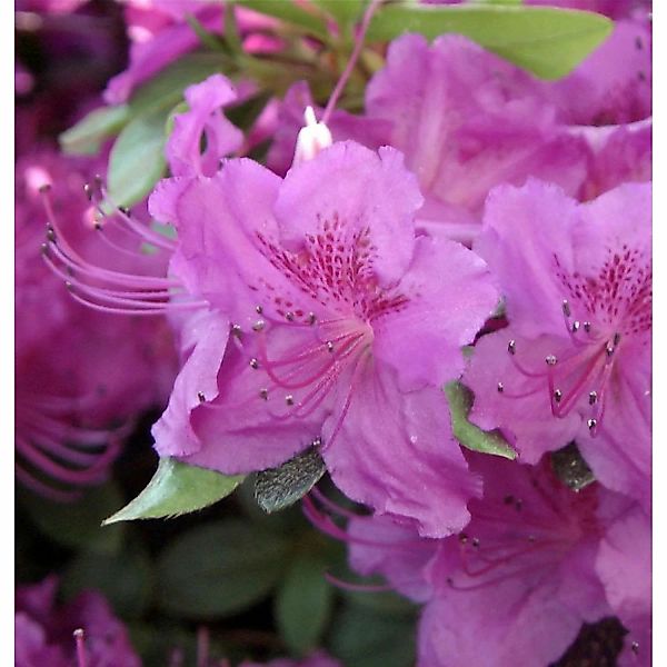 Japanische Azalee Königstein 25-30cm - Rhododendron obtusum - Alpenrose günstig online kaufen