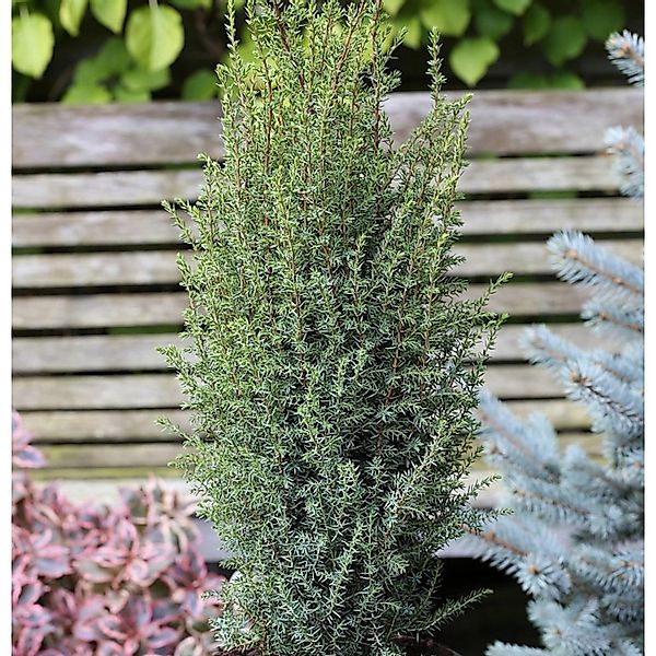 Säulen Wacholder Sentinel 100-125cm - Juniperus communis günstig online kaufen