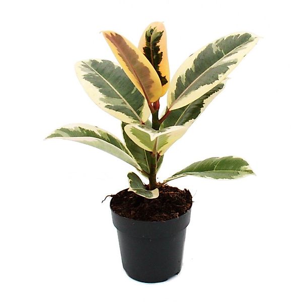 Exotenherz Zimmerpflanze Weissbunter Gummibaum - Ficus elastica "Tineke" - günstig online kaufen