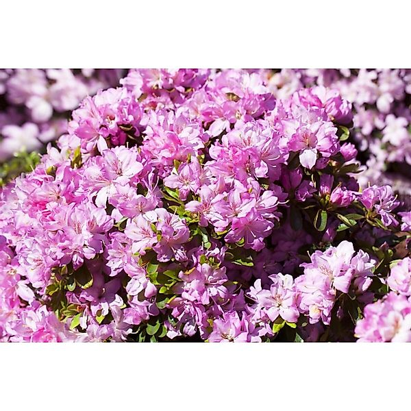 Rhododendron Obtusum Negligé Azalee Rosa Blüten 15–20 cm günstig online kaufen
