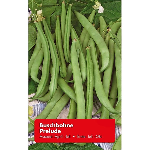 Buschbohne Prelude günstig online kaufen