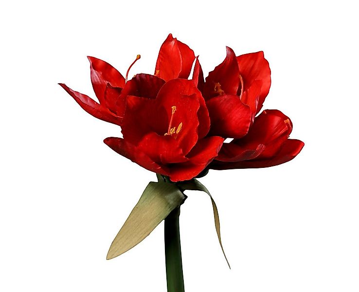 Kunstblume Amaryllis Real Touch DP Dekoblumen künstliche Blumen Ritterstern günstig online kaufen