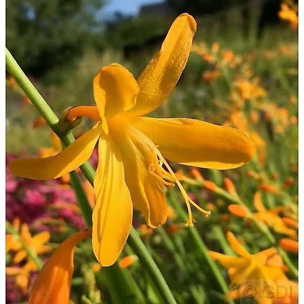 Garten Monbretie George Davidson - großer Topf - Crocosmia masoniorum günstig online kaufen