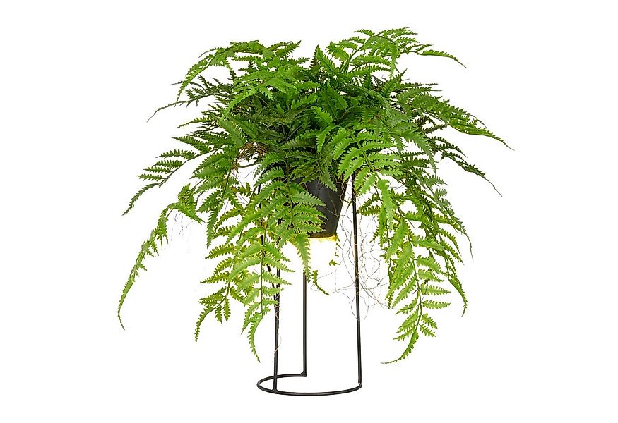 Kunstpflanze Farn als Dekostandleuchte, Creativ green, Höhe 60 cm, mit LED- günstig online kaufen