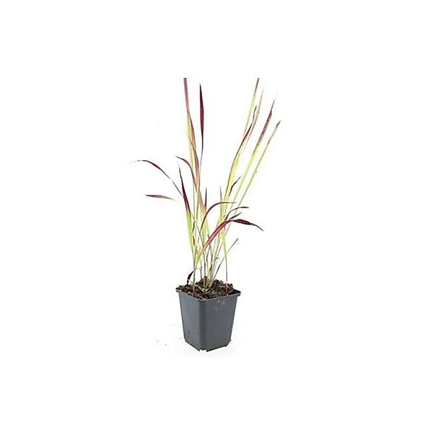 Exotenherz Ziergras Japanisches Blutgras Imperata Cylindrica Red Baron 9cm günstig online kaufen