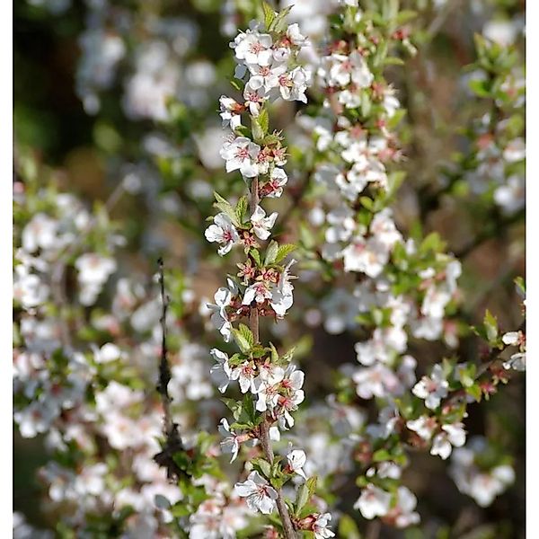 Zier Filzkirsche 30-40cm - Prunus tomemtosa günstig online kaufen