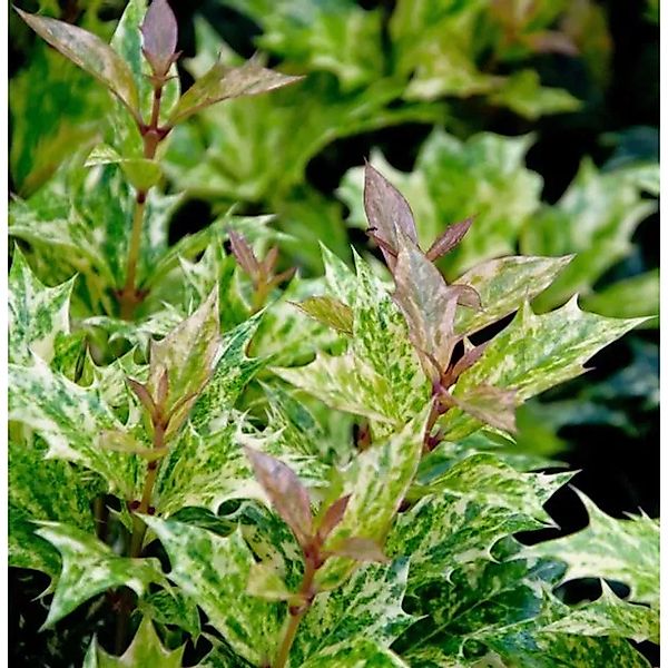 Herbstduftblüte Goshiki 40-50cm - Osmanthus heterophyllus günstig online kaufen