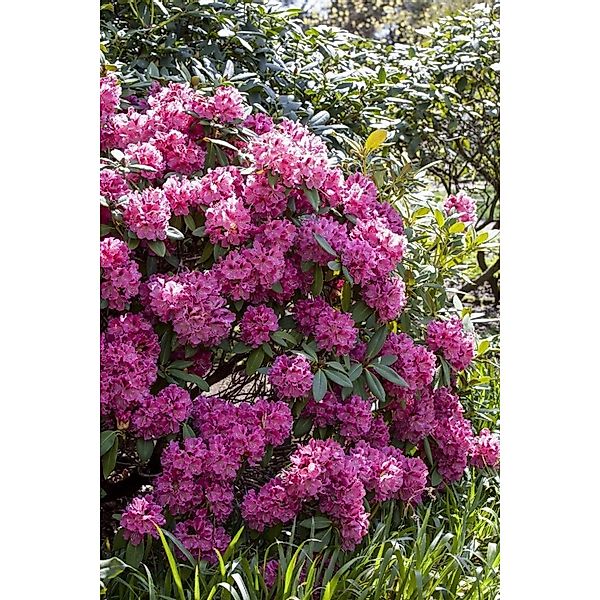 Rhododendron James Brigham Rosa Blüten 50–60 cm günstig online kaufen