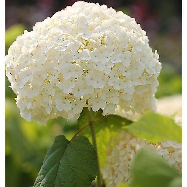 Ballhortensie Strong Annabelle 40-60cm - Hydrangea arborescens günstig online kaufen