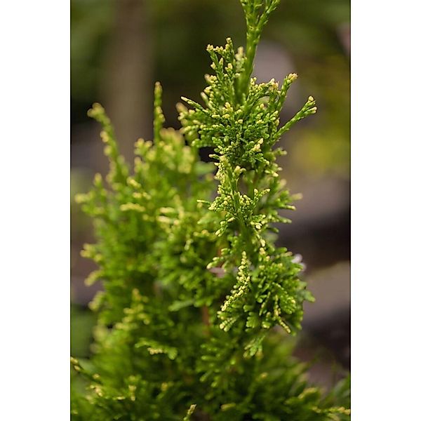 Thuja plicata 'Aurescens' 150-175 cm günstig online kaufen