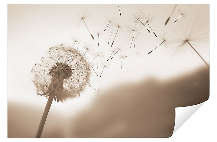 Wallarena Fototapete Pusteblumen Sepia Vlies Tapete günstig online kaufen