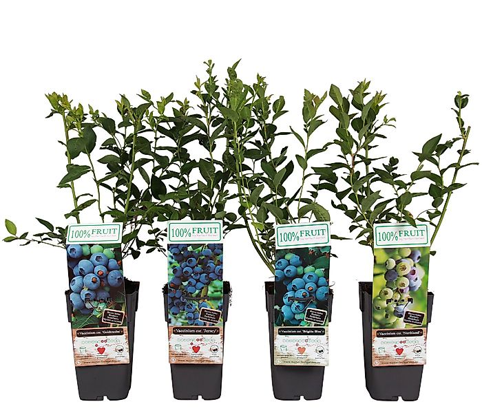 Dehner Obstpflanze Heidelbeere, 4er Set, je 50-60 cm, je 2l Topf, mehrjähri günstig online kaufen