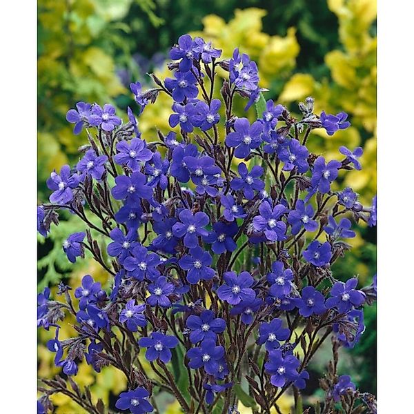 Anchusa Azurea Loddon Royalist Ochsenzunge Ca. 11x11 cm Topf günstig online kaufen