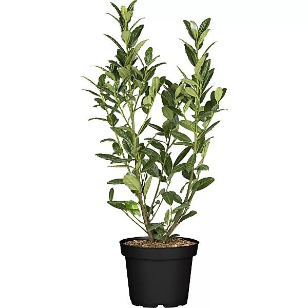 Kirschlorbeer Green Torch Höhe ca. 60 - 80 cm Topf ca. 7,5 l Prunus günstig online kaufen