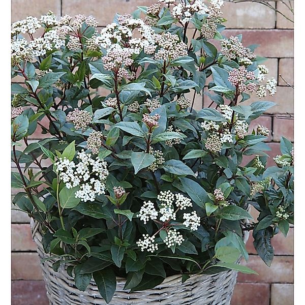 Mittelmeer Schneeball Eve Price 25-30cm - Viburnum tinus günstig online kaufen