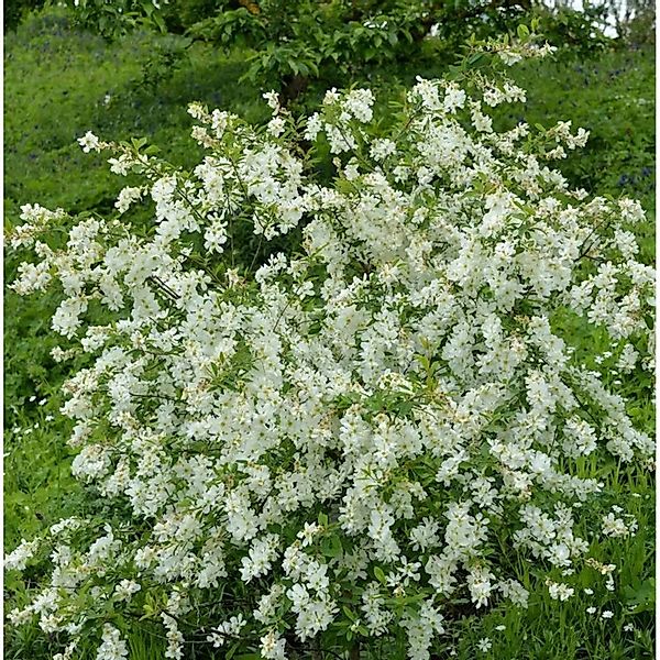 Hochstamm Prunkspiere Blushing Pearl 100-125cm - Exochorda racemosa günstig online kaufen