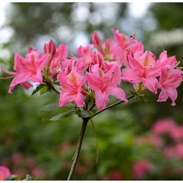 Rhododendron Pennsylvania 50-60cm - Rhododendron viscosum günstig online kaufen