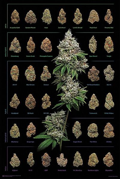 Close Up Poster Cannabis Poster Dank Nugs Marihuana-Sorten 61 x 91,5 cm günstig online kaufen
