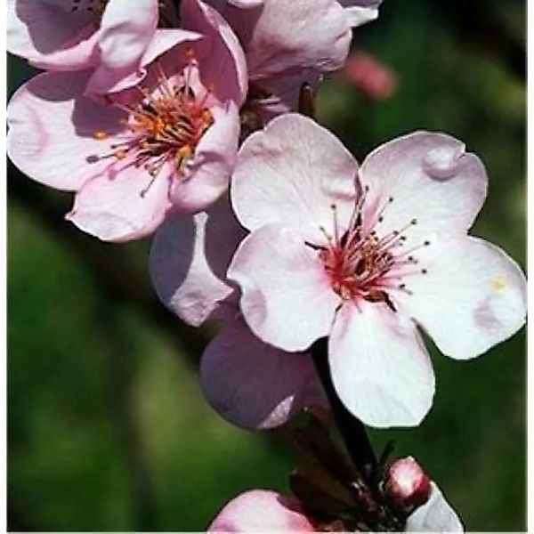 Eßbare Blutpflaume 80-100cm - Prunus cerasifera günstig online kaufen