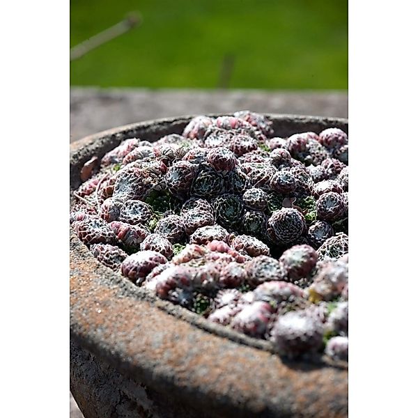Sempervivum Arachn.'silberkarneol' Ca. 9x9 cm Topf günstig online kaufen