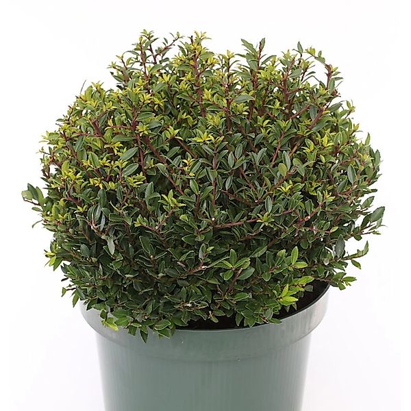 Kugelschnitt Japanische Stechpalme Ilex Twiggy 25-30cm - Ilex crenata günstig online kaufen