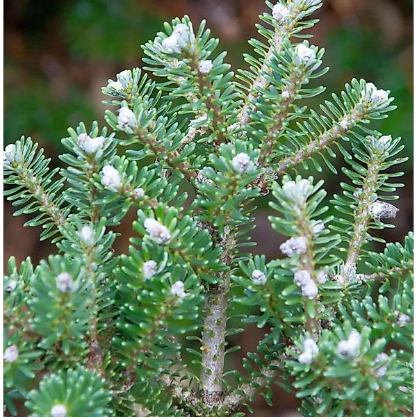 Koreatanne Diskus 50-60cm - Abies koreacarpa günstig online kaufen