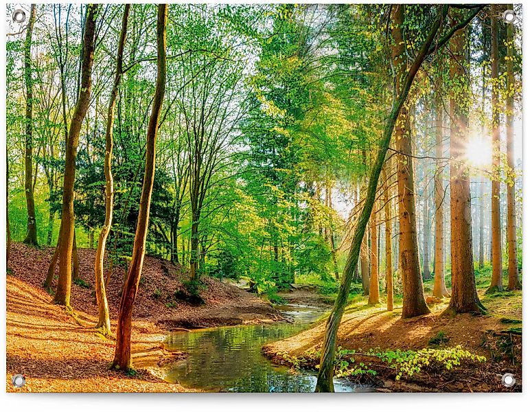 Reinders Poster "Sonniger Wald" günstig online kaufen