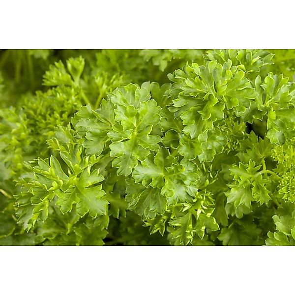 Petroselinum Crispum Petersilie Ca. 9x9 cm Topf günstig online kaufen