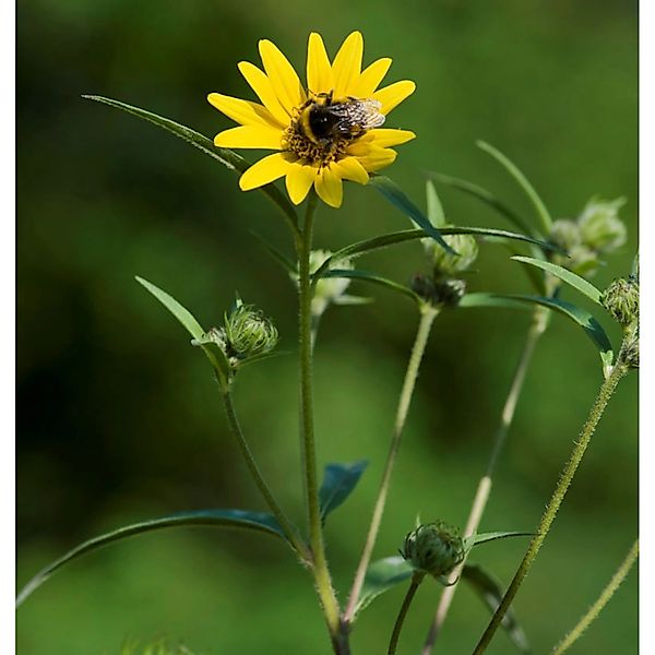 Westliche Sonnenblume - Helianthus occidentalis günstig online kaufen