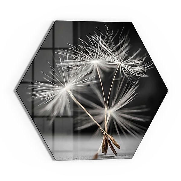 DEQORI Glasbild 'Samen der Pusteblume', 'Samen günstig online kaufen