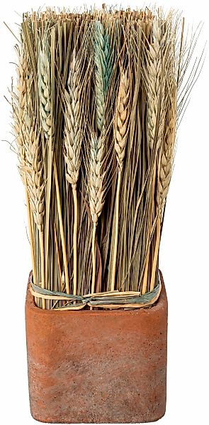 Creativ home Trockenblume "Trockenblumen imTopf" günstig online kaufen