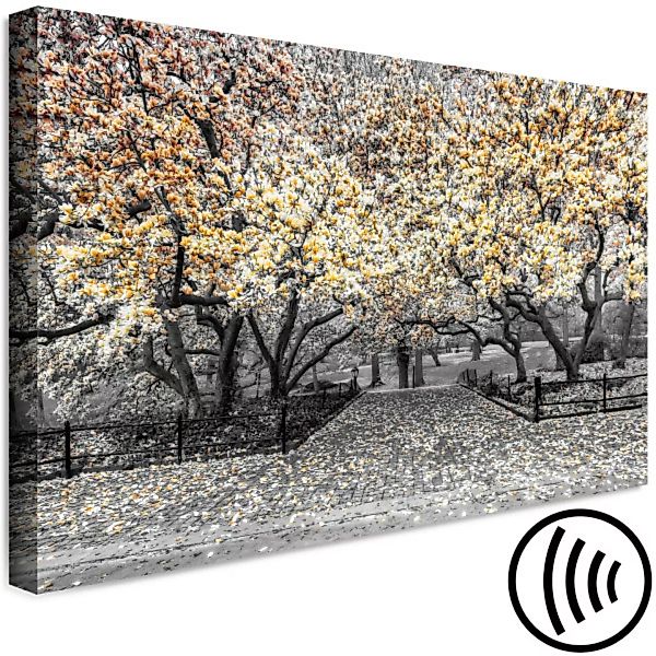 Leinwandbild Blühende Magnolie - Magnolienbäume mit Blumen in Orangetönen X günstig online kaufen