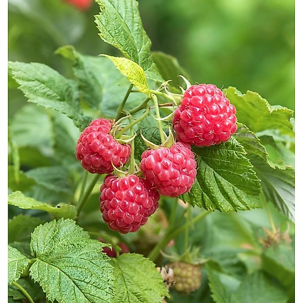 Himbeere Autumn Belle - Rubus idaeus günstig online kaufen