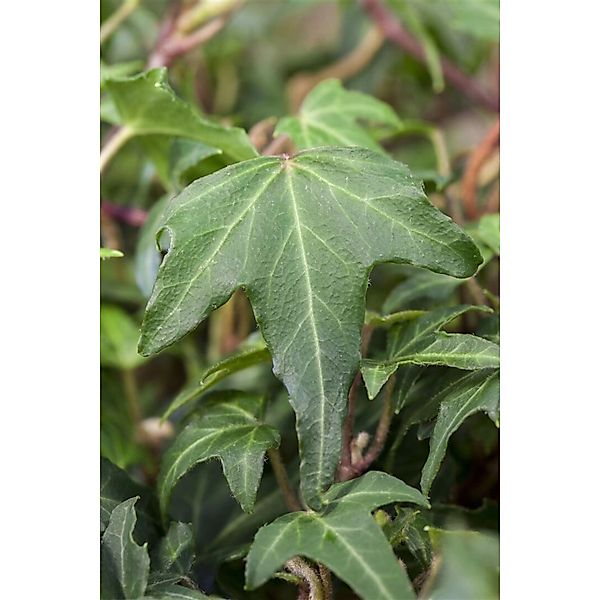Hedera Helix Green Ripple Efeu Grün Ca. 9x9 cm Topf günstig online kaufen